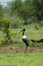 Sattelstorch (6 von 9).jpg